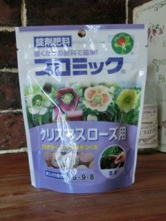 全商品 - クリスマスローズ・多肉shop 涼花(SUZUKA)