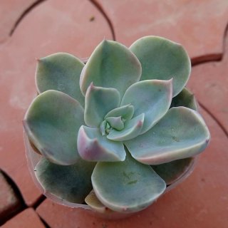 ハリー　多肉植物　❁︎錦司晃錦　未発根 レーマニー錦 根は出るのかな？｜🍀GreenSnap（グリーンスナップ）