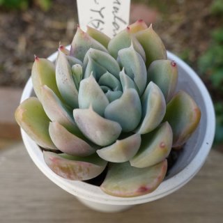 多肉植物 - クリスマスローズ・多肉shop 涼花(SUZUKA) (Page 1)