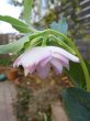 画像2: スィング　dd　ホワイト&ピンク　ぼかし　かすり　美花 (2)