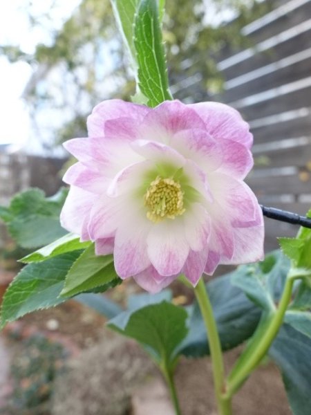 画像1: スィング　dd　ホワイト&ピンク　ぼかし　かすり　美花 (1)
