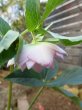 画像12: スィング　dd　ホワイト&ピンク　ぼかし　かすり　美花 (12)