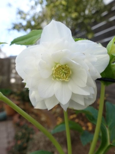 画像1: ウィンターシンフォニー　dd　レ・フレール　ホワイト　多弁　花付き良し