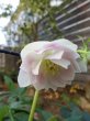 画像10: スィング　dd　ホワイト　ほんのりぼかし　カップ咲き (10)