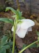 画像12: スィング　dd　ホワイト　ほんのりぼかし　カップ咲き (12)