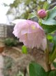 画像2: ウィンターシンフォニー　dd　ふんわりピンク&ホワイト　ぼかし　美花　花付き良し (2)