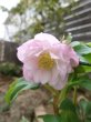画像4: ウィンターシンフォニー　dd　ふんわりピンク&ホワイト　ぼかし　美花　花付き良し (4)