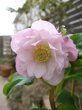 画像5: ウィンターシンフォニー　dd　ふんわりピンク&ホワイト　ぼかし　美花　花付き良し (5)