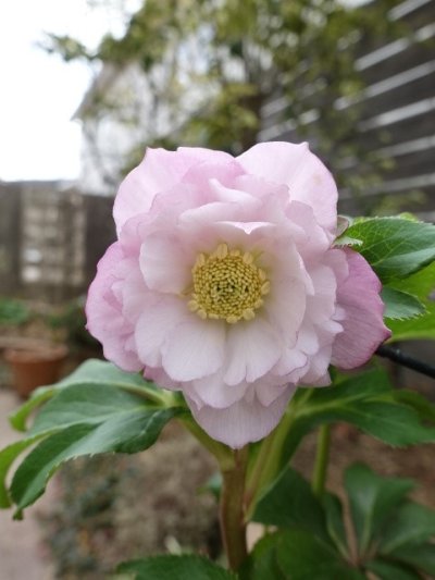 画像1: ウィンターシンフォニー　dd　ふんわりピンク&ホワイト　ぼかし　美花　花付き良し