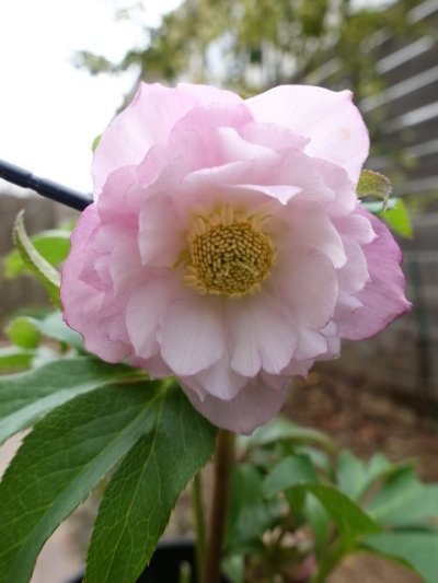 画像2: ウィンターシンフォニー　dd　ふんわりピンク&ホワイト　ぼかし　美花　花付き良し