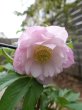 画像10: ウィンターシンフォニー　dd　ふんわりピンク&ホワイト　ぼかし　美花　花付き良し (10)