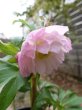 画像11: ウィンターシンフォニー　dd　ふんわりピンク&ホワイト　ぼかし　美花　花付き良し (11)