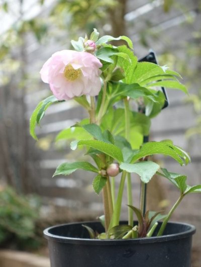 画像3: ウィンターシンフォニー　dd　ふんわりピンク&ホワイト　ぼかし　美花　花付き良し