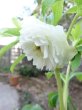 画像2: ウィンターシンフォニー　dd　レ・フレール　ホワイト　エッジグリーン　ふんわり咲き (2)