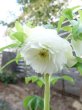 画像3: ウィンターシンフォニー　dd　レ・フレール　ホワイト　エッジグリーン　ふんわり咲き (3)