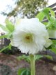画像4: ウィンターシンフォニー　dd　レ・フレール　ホワイト　エッジグリーン　ふんわり咲き (4)