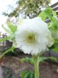 画像1: ウィンターシンフォニー　dd　レ・フレール　ホワイト　エッジグリーン　ふんわり咲き (1)