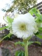 画像5: ウィンターシンフォニー　dd　レ・フレール　ホワイト　エッジグリーン　ふんわり咲き (5)