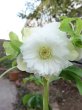 画像6: ウィンターシンフォニー　dd　レ・フレール　ホワイト　エッジグリーン　ふんわり咲き (6)