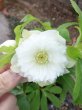 画像7: ウィンターシンフォニー　dd　レ・フレール　ホワイト　エッジグリーン　ふんわり咲き (7)