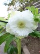 画像8: ウィンターシンフォニー　dd　レ・フレール　ホワイト　エッジグリーン　ふんわり咲き (8)