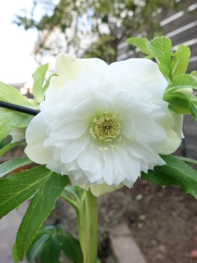 画像2: ウィンターシンフォニー　dd　レ・フレール　ホワイト　エッジグリーン　ふんわり咲き