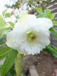 画像10: ウィンターシンフォニー　dd　レ・フレール　ホワイト　エッジグリーン　ふんわり咲き (10)