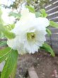 画像11: ウィンターシンフォニー　dd　レ・フレール　ホワイト　エッジグリーン　ふんわり咲き (11)