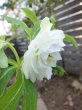 画像12: ウィンターシンフォニー　dd　レ・フレール　ホワイト　エッジグリーン　ふんわり咲き (12)