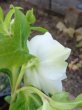 画像13: ウィンターシンフォニー　dd　レ・フレール　ホワイト　エッジグリーン　ふんわり咲き (13)