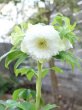画像15: ウィンターシンフォニー　dd　レ・フレール　ホワイト　エッジグリーン　ふんわり咲き (15)