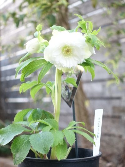 画像3: ウィンターシンフォニー　dd　レ・フレール　ホワイト　エッジグリーン　ふんわり咲き