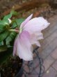 画像12: ウィンターシンフォニー　dd　ほんのりピンクホワイト　ウェイブ花弁 (12)