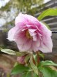 画像4: ウィンターシンフォニー　dd　さくらピンク　かすり　花弁多め (4)