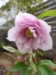 画像5: ウィンターシンフォニー　dd　さくらピンク　かすり　花弁多め (5)