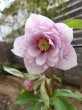 画像6: ウィンターシンフォニー　dd　さくらピンク　かすり　花弁多め (6)