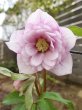 画像7: ウィンターシンフォニー　dd　さくらピンク　かすり　花弁多め (7)