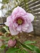画像9: ウィンターシンフォニー　dd　さくらピンク　かすり　花弁多め (9)