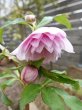 画像12: ウィンターシンフォニー　dd　さくらピンク　かすり　花弁多め (12)