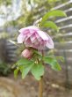 画像15: ウィンターシンフォニー　dd　さくらピンク　かすり　花弁多め (15)