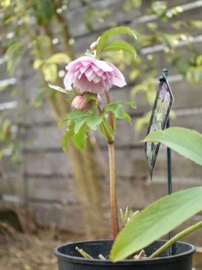 画像3: ウィンターシンフォニー　dd　さくらピンク　かすり　花弁多め