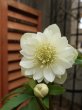 画像5: 静-SHIZUKA-　dd　アイボリーホワイト　淡色フラッシュ　花弁多め (5)