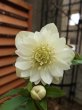 画像6: 静-SHIZUKA-　dd　アイボリーホワイト　淡色フラッシュ　花弁多め (6)