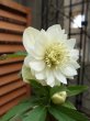 画像10: 静-SHIZUKA-　dd　アイボリーホワイト　淡色フラッシュ　花弁多め (10)