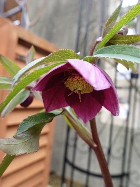 画像2: 【ＳＡＬＥ！！】　スィング　sd　マットピンク　 (2)