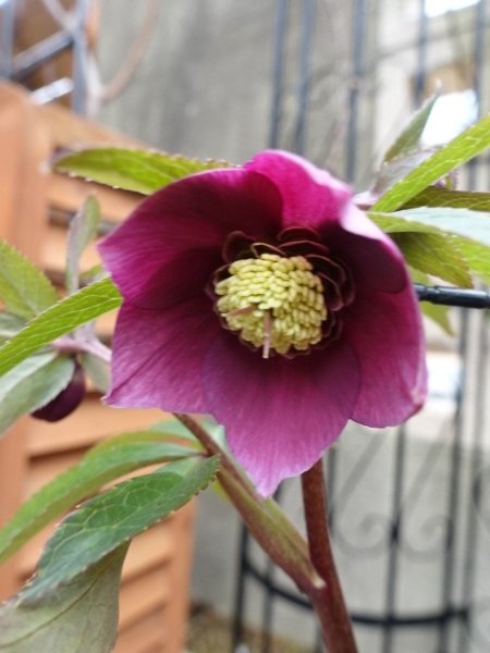 画像4: 【ＳＡＬＥ！！】　スィング　sd　マットピンク　 (4)