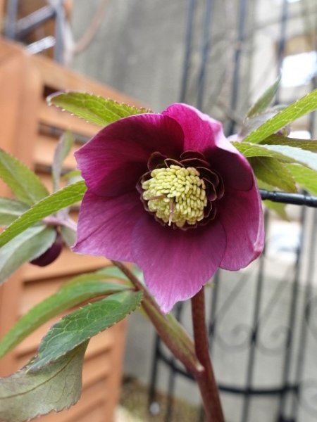 画像5: 【ＳＡＬＥ！！】　スィング　sd　マットピンク　 (5)