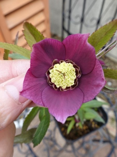 画像7: 【ＳＡＬＥ！！】　スィング　sd　マットピンク　 (7)