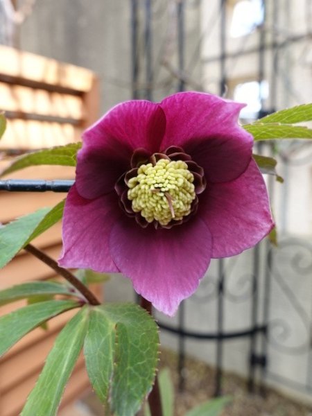 画像8: 【ＳＡＬＥ！！】　スィング　sd　マットピンク　 (8)