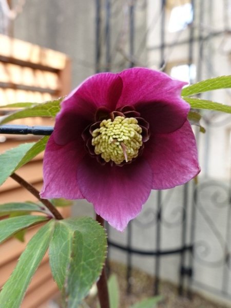 画像9: 【ＳＡＬＥ！！】　スィング　sd　マットピンク　 (9)